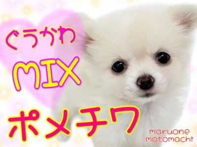 【 MIX 】可愛い×可愛い＝ぐうカワなポメチワMIX！