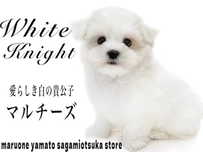 【 マルチーズ 】愛くるしい愛玩犬！ホワイトカラーの白の貴公子はアナタの癒し担当