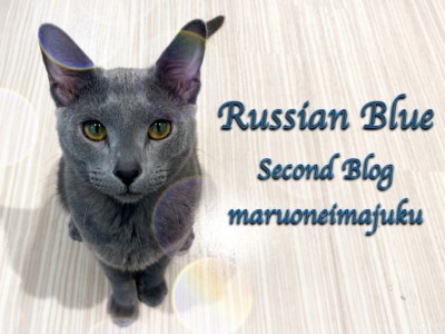 【 ロシアンブルー 】猫との多頭もできる膝の上が大好きな生後9ヶ月の温厚ニャンコ