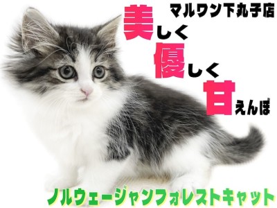 【 ノルウェージャン 】綺麗な薔薇には棘が無い！？美しく優しい究極の美猫がここに