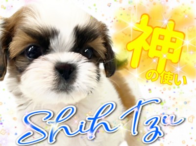 【 シーズー 】「神の使い」と崇められた聖なるわんこ！