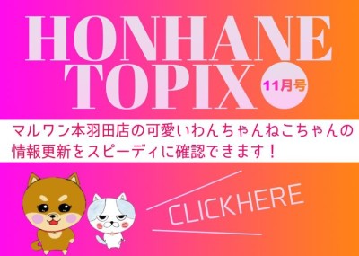 【 HONHANEトピック11月号 】マルワン本羽田店の11月の配信情報！