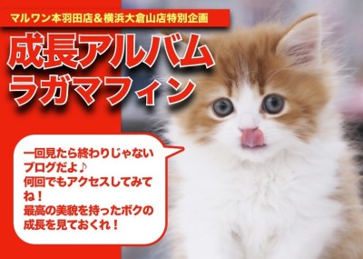 【ラガマフィン】モデルキャットゲキカワ成長アルバム