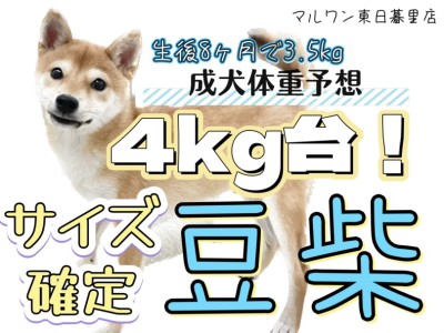 【 豆柴 】大きくなっても豆粒サイズ！生後8ヶ月で3.5kgの今！