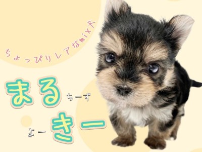 【 MIX犬 】溢れ出すほどに魅力満載！ちょっぴりレアなマルキーちゃんが初登場！