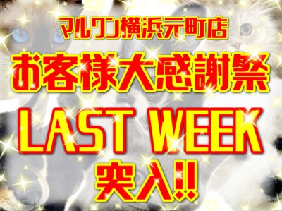 【 お知らせ 】お客様大感謝祭LAST WEEK突入！今年最後の出会いは元町で！