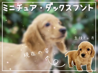 【 ミニチュアダックスフント 】僕とたくさん遊んで！甘えん坊度100％に成長中