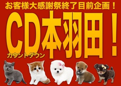 【 カウントダウン 】大感謝祭大詰め！本羽田店のスペシャルわんにゃんをご紹介！