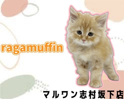 【 ラガマフィン 】イケメンな甘えん坊猫登場！レッドタビーの男の子が仲間入り♪