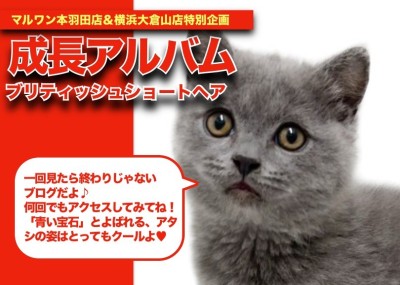 【 ブリティッシュショートヘア 】チェシャ猫といえば？！ブリティッシュちゃんの成長日記