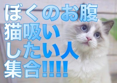 【 ラグドール 】猫吸いしたい人は集合！ぬいぐるみキャットに進化したラグちゃん！