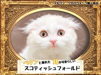 【 スコティッシュフォールド 】 食欲旺盛で甘え上手なスコティッシュちゃん