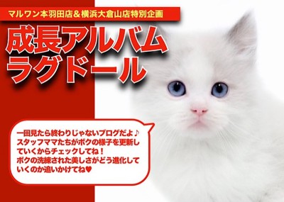 【 ラグドール 】猫界のセフィロス！ハチワレ模様が可愛いラグちゃんの成長日記