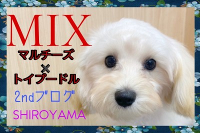 【 MIX 】温厚でお手入れ上手な生後5ヶ月のマルプーちゃん！2ndブログ！