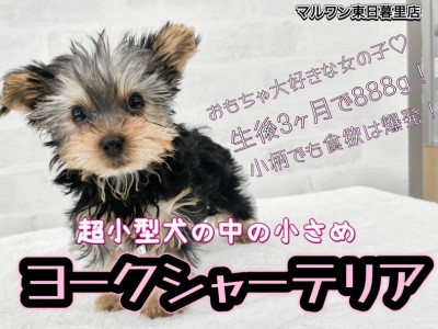 【 ヨークシャーテリア 】生後3ヶ月で888g！小さくても爆食で安心の超小型犬