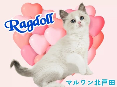 【 ラグドール 】超がつくほどのデレデレさん！青い瞳が美しい甘えん坊にゃんこ