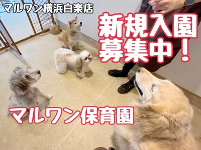 【 犬のほいくえん 】社会化練習におすすめ！マルワン保育園新規入園募集中！