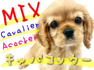 【 MIX 】たれ耳可愛いキャバリア×コッカーのスパニエルMIX！