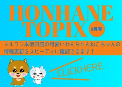 【 HONHANEトピックス2月号 】マルワン本羽田店2月の配信情報！