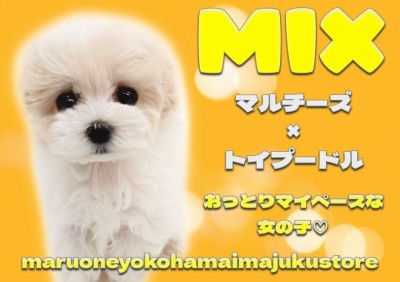 【 マルプー 】マルチーズとトイプードルのMIX犬！困り顔の温厚な女の子！