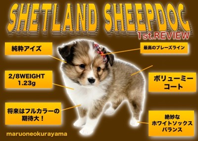 【 シェルティ 】ゴージャス＆エレガント！美しくも穏やかな名犬登場！