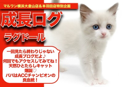 【 ラグちゃんの成長アルバム 】天然人たらしキャット！ラグちゃんの成長記！