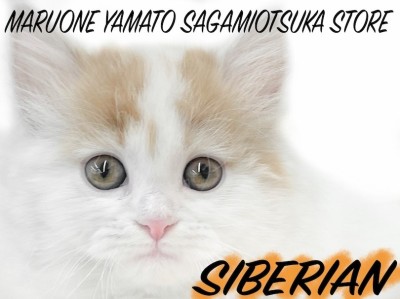 【 サイベリアン 】猫じゃらしをマイクに見立てて遊ぶ姿はまるでシャウトシンガー？