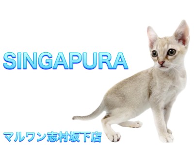 【 シンガプーラ 】猫界の妖精！世界最小の甘えん坊な男の子をご紹介！