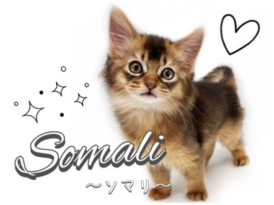【 ソマリ 】美のカリスマ！最上級のルックスと癒しの性格を持つソマリちゃん