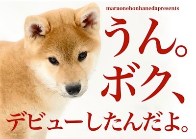 【 柴犬 】僕ね、お外の世界は楽しいことに気づいたよ！