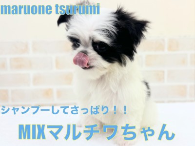 【 MIX 】2ndブログ！マルチワちゃんシャンプーに挑戦！！