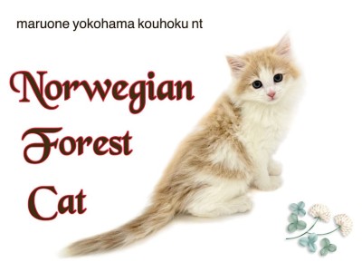 【 ノルウェージャンフォレストキャット 】北欧生まれの大型猫、ノルウェージャン