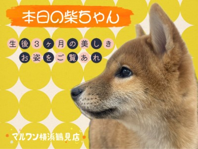 【 柴犬 】本日の柴ちゃん！生後3ヶ月の美しきお姿をご覧あれ！