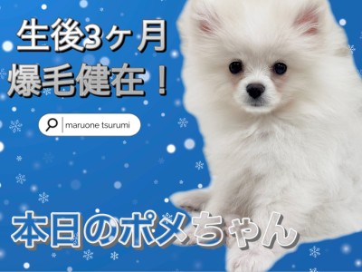 【 ポメラニアン 】お父さんは有名なチャオリヤ犬舎（CHAO RI TA)出身！2ndブログ！