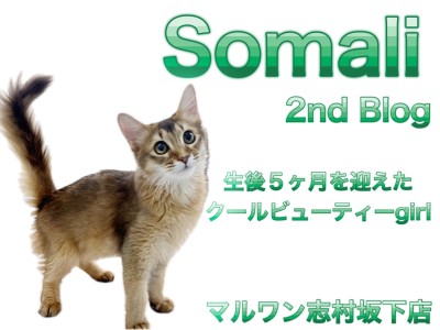 【 ソマリ 】お留守番もOKな生後5ヶ月を迎えた気品あふれるソマリの女の子