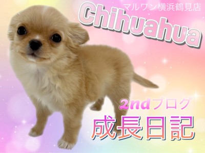 【チワワ】2ndブログ、成長日記！！
