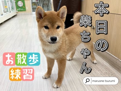 【 柴犬 】本日の柴ちゃん！店内お散歩練習！