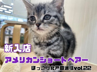 【ほっこり北戸田通信Vol.22】環境馴ればっちりの猫ちゃんのアメリカンショートヘア！