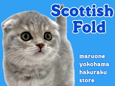 【 スコティッシュフォールド 】まん丸にゃんこの注目ポイントを大公開！
