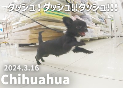 【 チワワ成長ログ 】ダッシュ！ダッシュ！！パワフルちーちゃん！