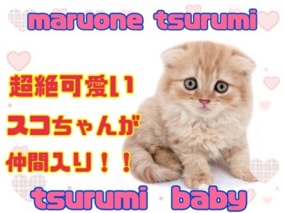 【スコティシュフォールド】まん丸顔が、超絶可愛いスコちゃん！！