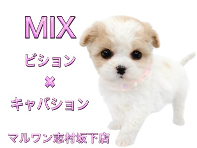 【 MIX 】初入店！お父さんはビション、お母さんはキャバションの希少MIX登場