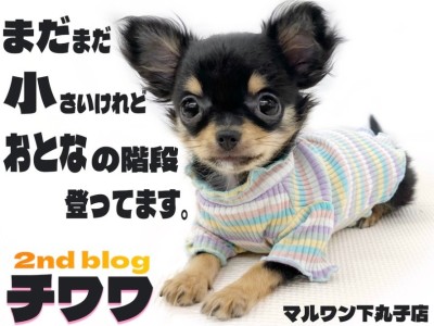 【 チワワ 】体重1kgの小柄！温厚で抜群の手入れ慣れ、飼いやすい理由もあり？