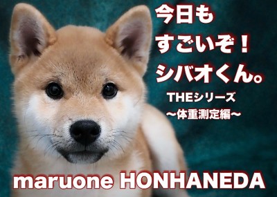 【 柴犬 】今日もすごいぞシバオくん！体重測定編