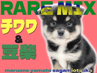 【 MIX 】オンリーワンな魅力たっぷり！チワワと豆柴のミックス犬チワ豆登場！