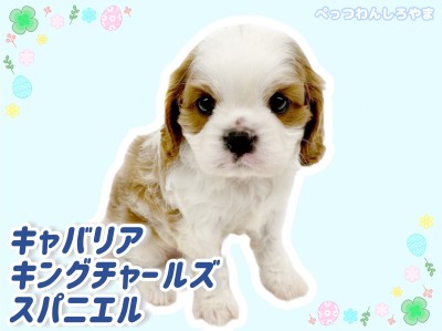 【 キャバリア 】極上もっちりボディ！優しいお顔のフレンドリーわんこ！