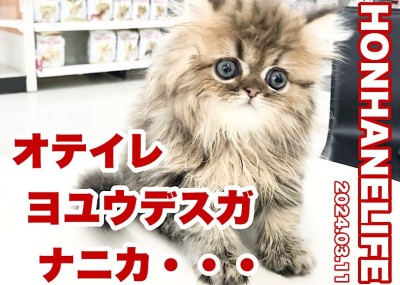 【 ペルシャ成長ログ 】お手入れなんて朝飯前よ！余裕のドヤ顔ペルシャちゃん