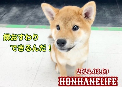 【 柴犬成長ログ 】幼少期は大事！今日も張り切ってトレーニングのシバオくん