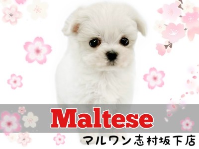 【 マルチーズ 】生後2ヶ月で540g！長いまつげが愛らしいプレミアムな女の子！