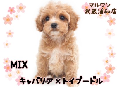 【 キャバリアMIX 】アプリコットカラーのオンリーワンなキャバプーが埼玉に登場
